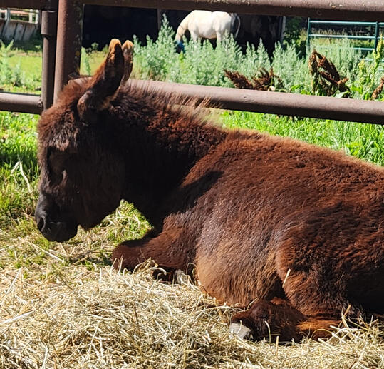 Where building the best relationship with your horse is taught by listening and communicating with trust and understanding. We are not the ones training them, they are training us to understand the ways of the horse. Training both the horse and rider, buil